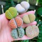 Lithop Mixed 100 PCS Seeds