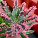Kalanchoe sementes Succulent Bonsai 50 PCS Seeds