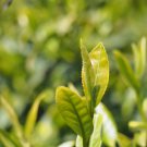 Japanese Green Tea 100 PCS Seeds Japanese Green Tea 100 PCS Seeds