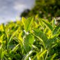 Japanese Green Tea 100 PCS Seeds
