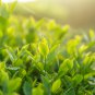 Japanese Green Tea 100 PCS Seeds