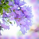Jacaranda Mimosifolia Tree 50 PCS Seeds Jacaranda Mimosifolia Tree 50 PCS Seeds