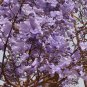 Jacaranda Mimosifolia Tree 50 PCS Seeds