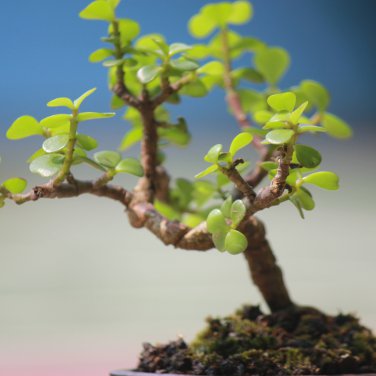 Hottentots' Bread Flores(Dioscorea elephantipes) Bonsai Plant 2 PCS Seeds