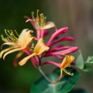 Honeysuckle Vine Plant Water Pink Color 100 PCS Seeds Honeysuckle Vine Plant Water Pink Color 100 PCS Seeds