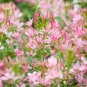 Honeysuckle Vine Plant Water Pink Color 100 PCS Seeds