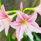 Hippeastrum Bulbs Amaryllis Barbados Lily 100 PCS Seeds