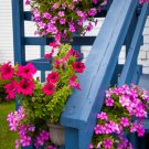 Hanging Petunia Bonsai Flower Blue 200 PCS Seeds