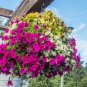 Hanging Petunia Bonsai Flower Blue 200 PCS Seeds