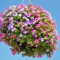 Hanging Petunia Bonsai Flower Blue 200 PCS Seeds