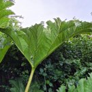 GUNNERA MANICATA 7 PCS Seeds