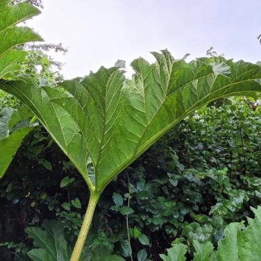 GUNNERA MANICATA 7 PCS Seeds
