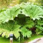 GUNNERA MANICATA 7 PCS Seeds