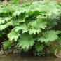 GUNNERA MANICATA 7 PCS Seeds