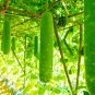Gourd petha 100 PCS Seeds