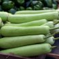 Gourd petha 100 PCS Seeds