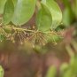Glabrous Greenbrier Rhizome 50 PCS Seeds