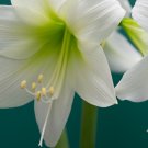 Fresh White Amaryllis 100 PCS Seeds