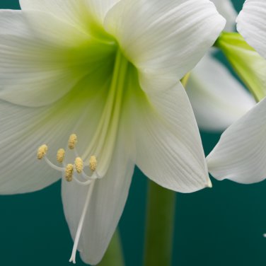 Fresh White Amaryllis 100 PCS Seeds