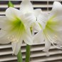 Fresh White Amaryllis 100 PCS Seeds