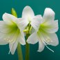 Fresh White Amaryllis 100 PCS Seeds