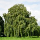Giant Willow Tree 200 PCS Seeds