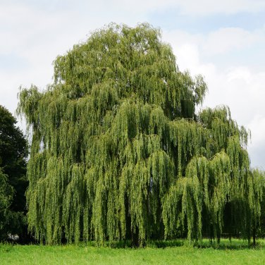Giant Willow Tree 200 PCS Seeds