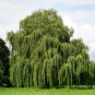 Giant Willow Tree 200 PCS Seeds