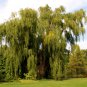 Giant Willow Tree 200 PCS Seeds