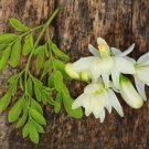 Fresh Edible Moringa Semillas 100 PCS Seeds Fresh Edible Moringa Semillas 100 PCS Seeds