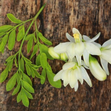 Fresh Edible Moringa Semillas 100 PCS Seeds
