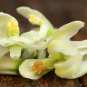 Fresh Edible Moringa Semillas 100 PCS Seeds