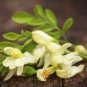 Fresh Edible Moringa Semillas 100 PCS Seeds