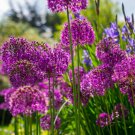 Giant Allium Giganteum 100 PCS Seeds Giant Allium Giganteum 100 PCS Seeds