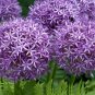 Giant Allium Giganteum 100 PCS Seeds