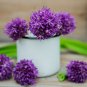 Giant Allium Giganteum 100 PCS Seeds