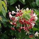 French Provence Quisqualis Bonsai Fragrant 50 PCS Seeds