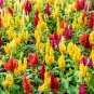 Flamingo Cockscomb 2 Types available 300 PCS Seeds