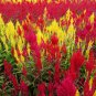 Flamingo Cockscomb 2 Types available 300 PCS Seeds