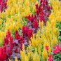 Flamingo Cockscomb 2 Types available 300 PCS Seeds