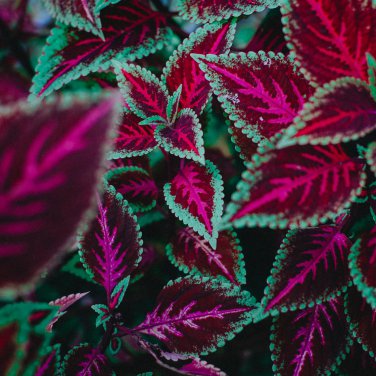 Exotic Colorful Coleus Bonsai 150 PCS Seeds