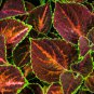 Exotic Colorful Coleus Bonsai 150 PCS Seeds