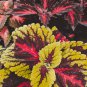 Exotic Colorful Coleus Bonsai 150 PCS Seeds