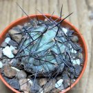TEPHROCACTUS geometricus 10 PCS Seeds