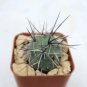 TEPHROCACTUS geometricus 10 PCS Seeds