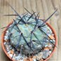 TEPHROCACTUS geometricus 10 PCS Seeds