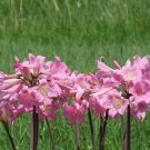 Amaryllis Not Bulbs Water Pink Color 100 PCS Seeds Amaryllis Not Bulbs Water Pink Color 100 PCS Seeds