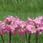 Amaryllis Not Bulbs Water Pink Color 100 PCS Seeds
