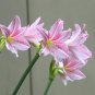 Amaryllis Not Bulbs Water Pink Color 100 PCS Seeds
