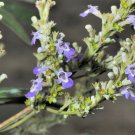 Vitex Negundo Tree Semente Plant Shrub Tree Stem Jing Tiao 100 PCS Seeds Vitex Negundo Tree Semente Plant Shrub Tree Stem Jing Tiao 100 PCS Seeds